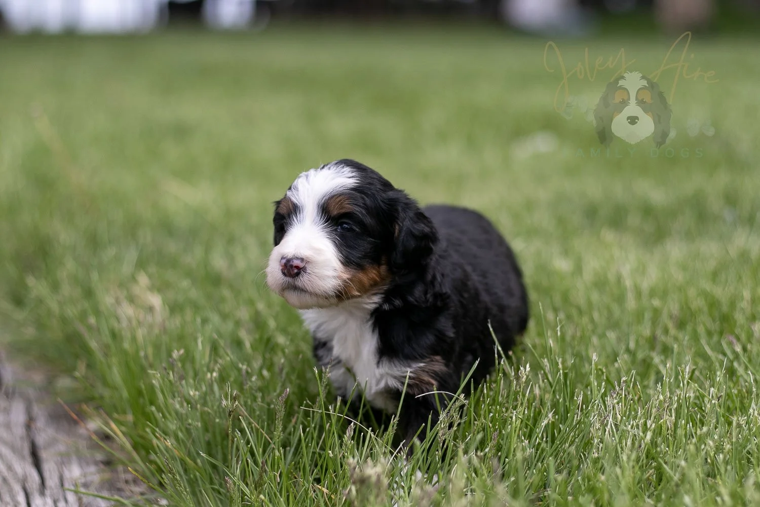 Harmonica Bernedoodle Puppy-34.jpg