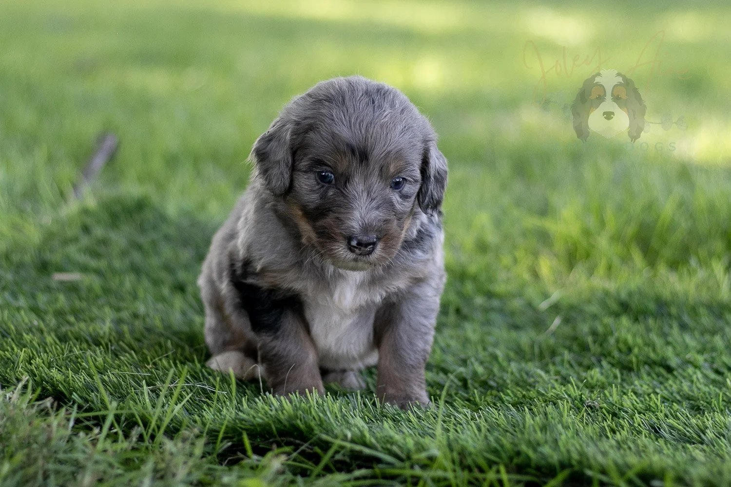 Matthew Cuthbert Bernedoodle Puppy-597.jpg
