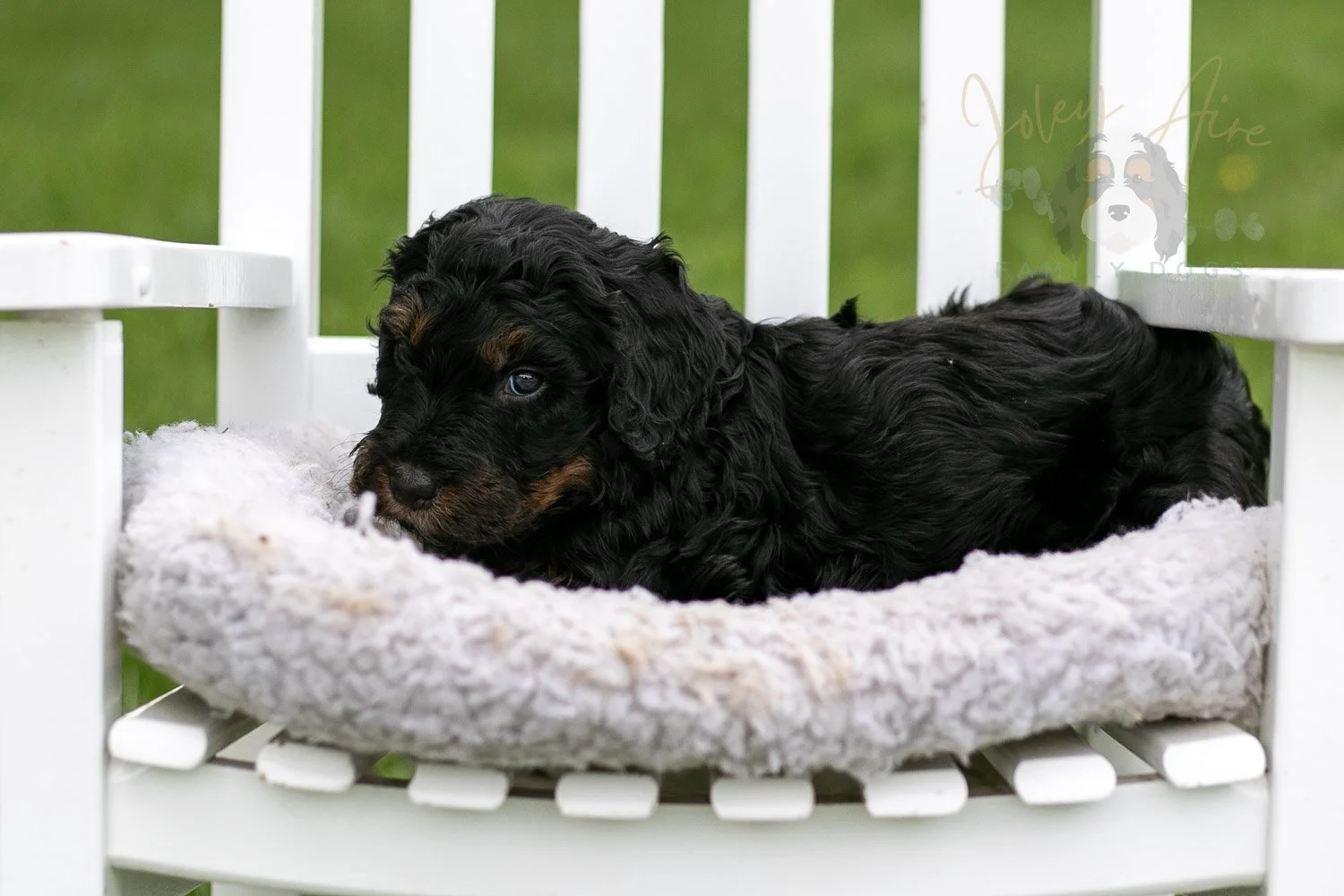 Denali Bernedoodle Puppy-845.jpg