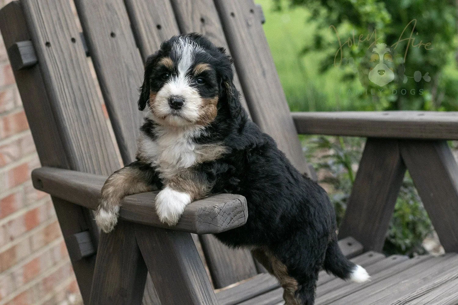 Trumpet Bernedoodle Puppy-18.jpg