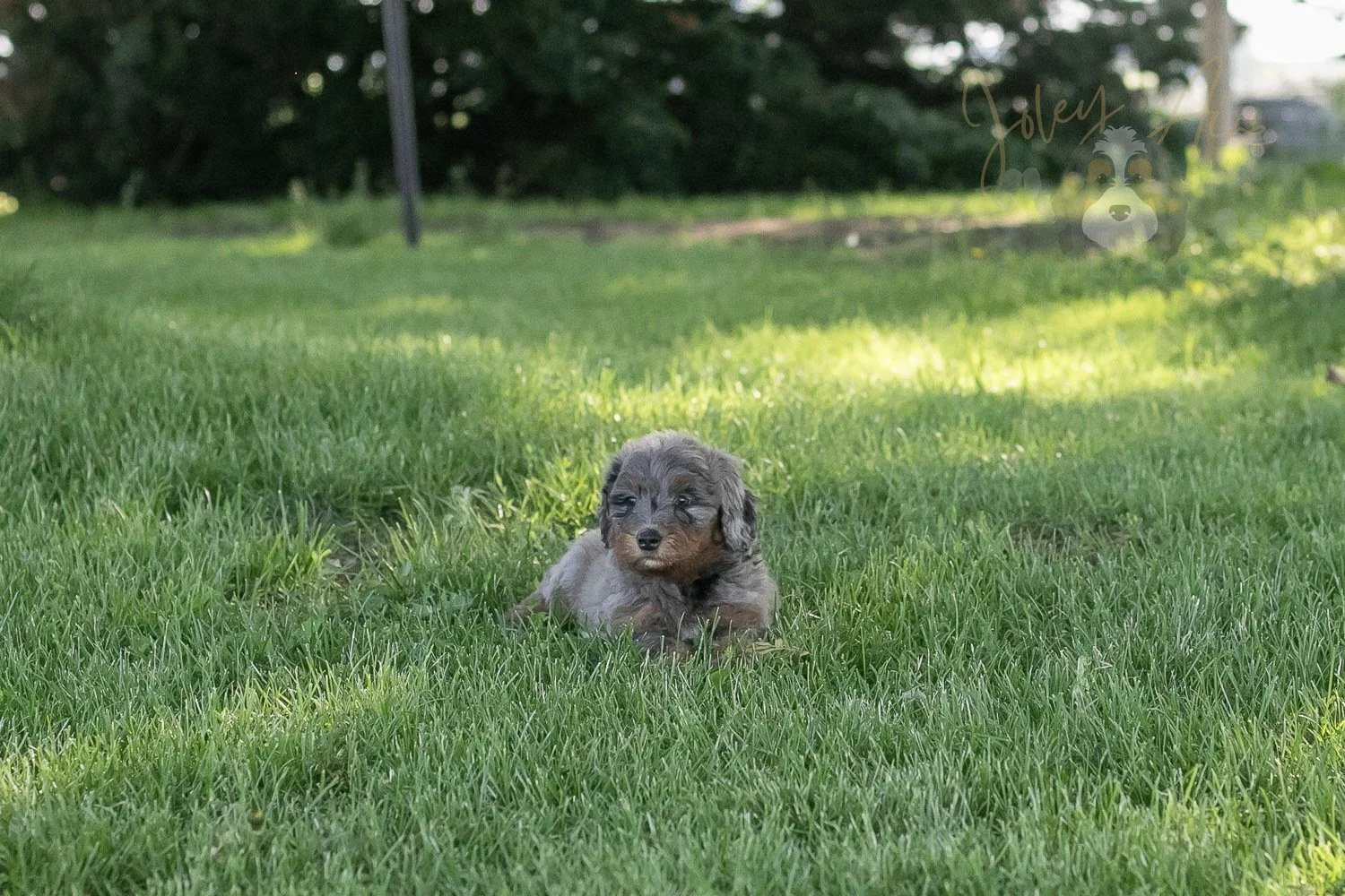 Flute Bernedoodle Puppy-19.jpg
