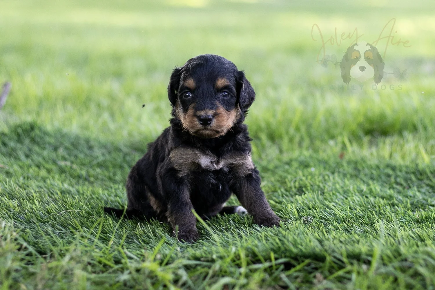 Mini Mae Bernedoodle Puppy-498.jpg