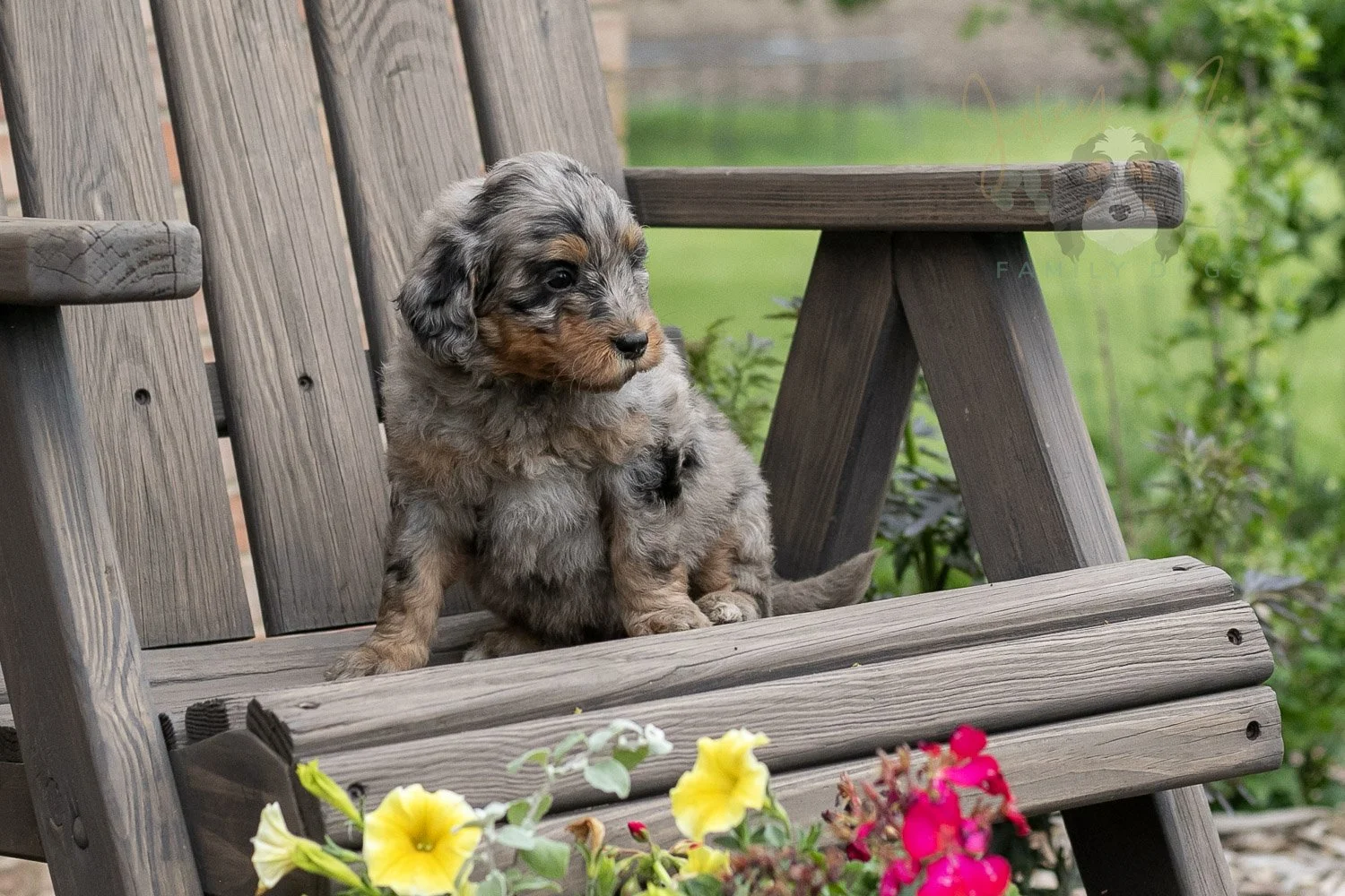 Ukulele Bernedoodle Puppy-4.jpg