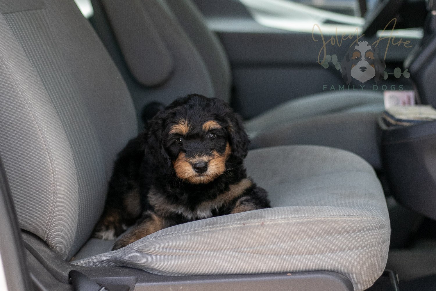 Mini Mae Bernedoodle Puppy-383.jpg