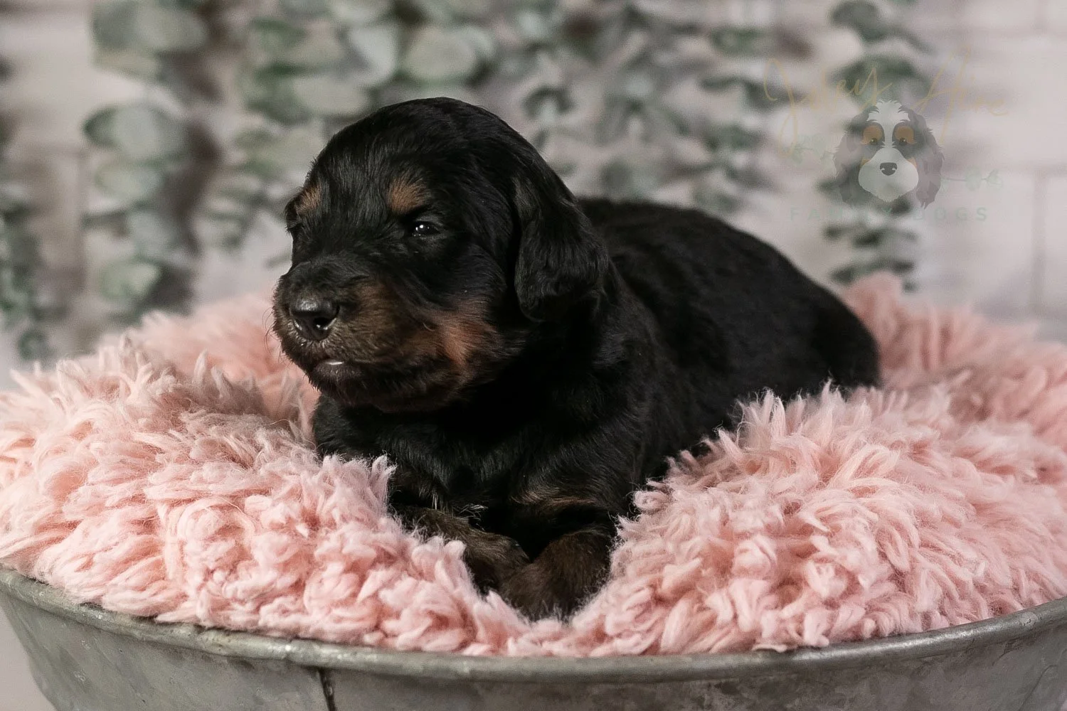 Piano Bernedoodle Puppy-12.jpg