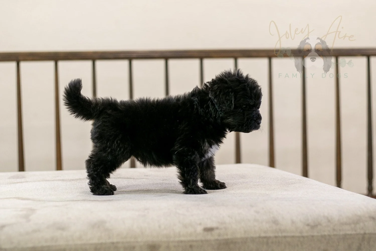 Andy Bernedoodle Puppy-273.jpg