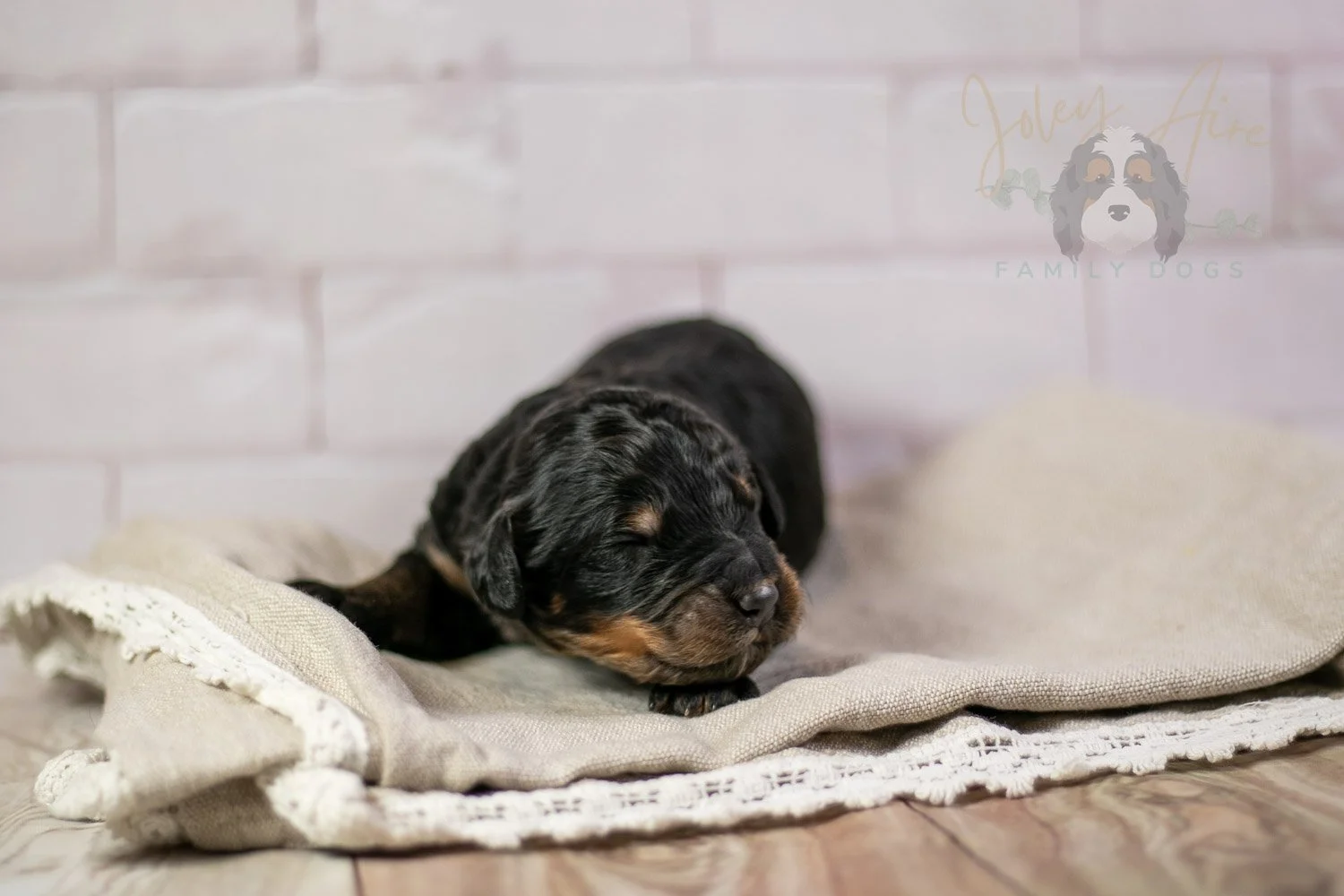 Bryce Bernedoodle Puppy-194.jpg