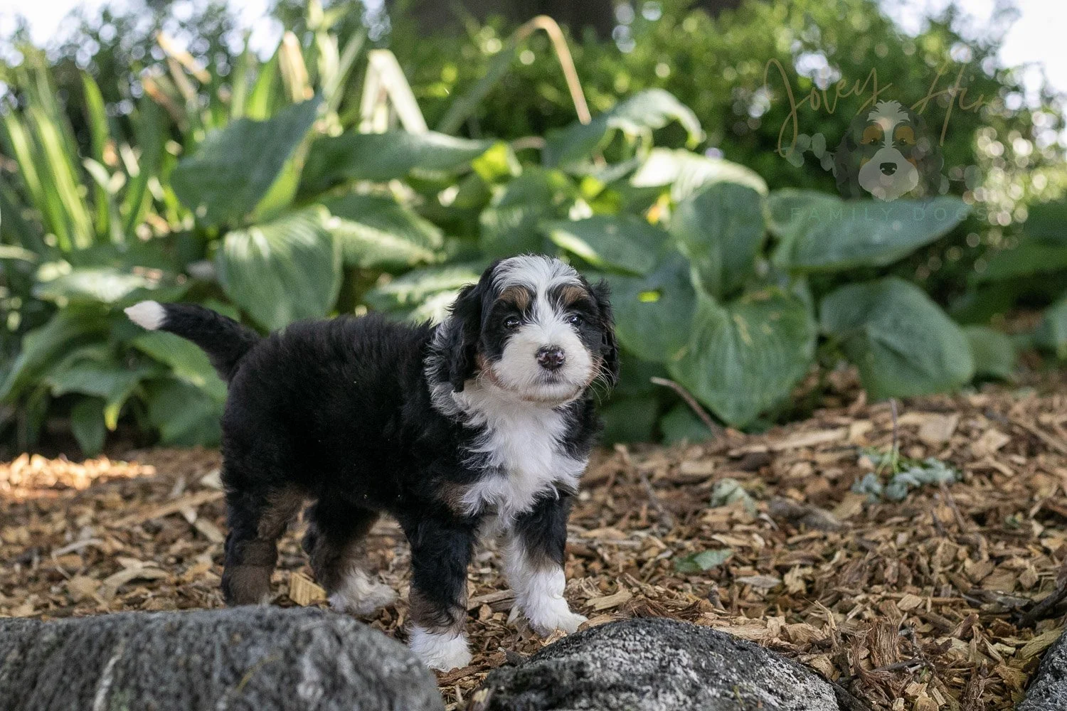 Harmonica Bernedoodle Puppy-17.jpg