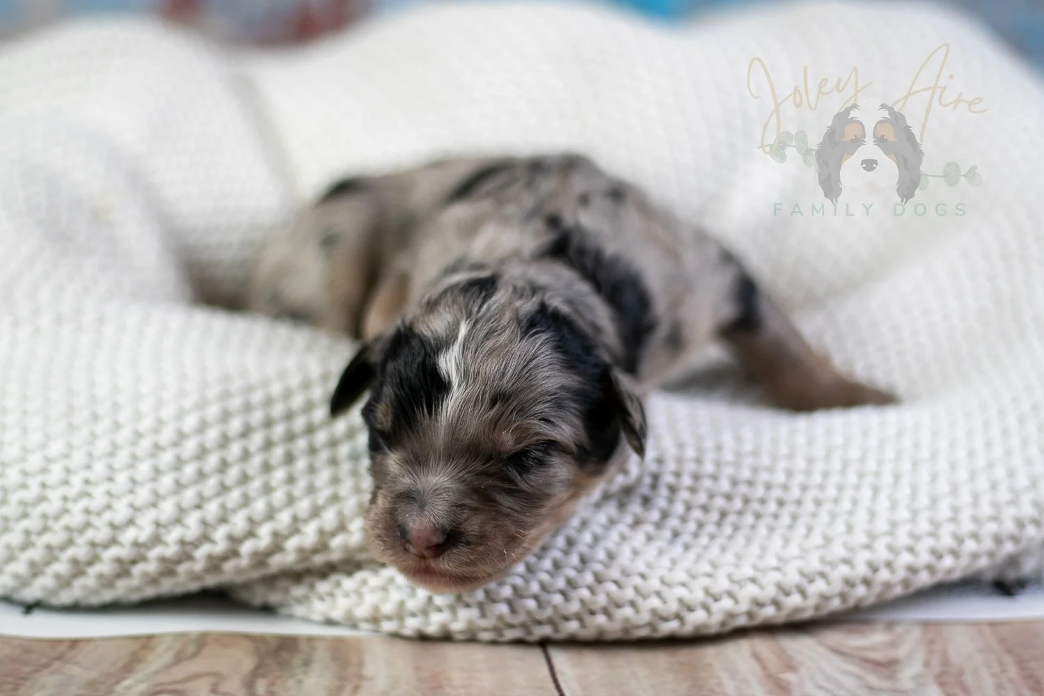 Frida Kahlo Bernedoodle Puppy-31.jpg
