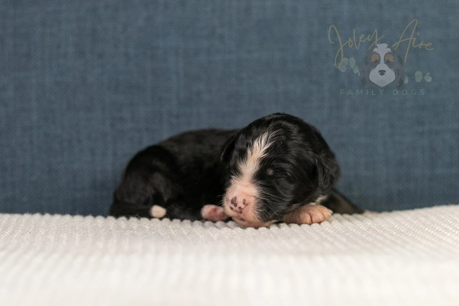 April Bernedoodle Puppy-12.jpg
