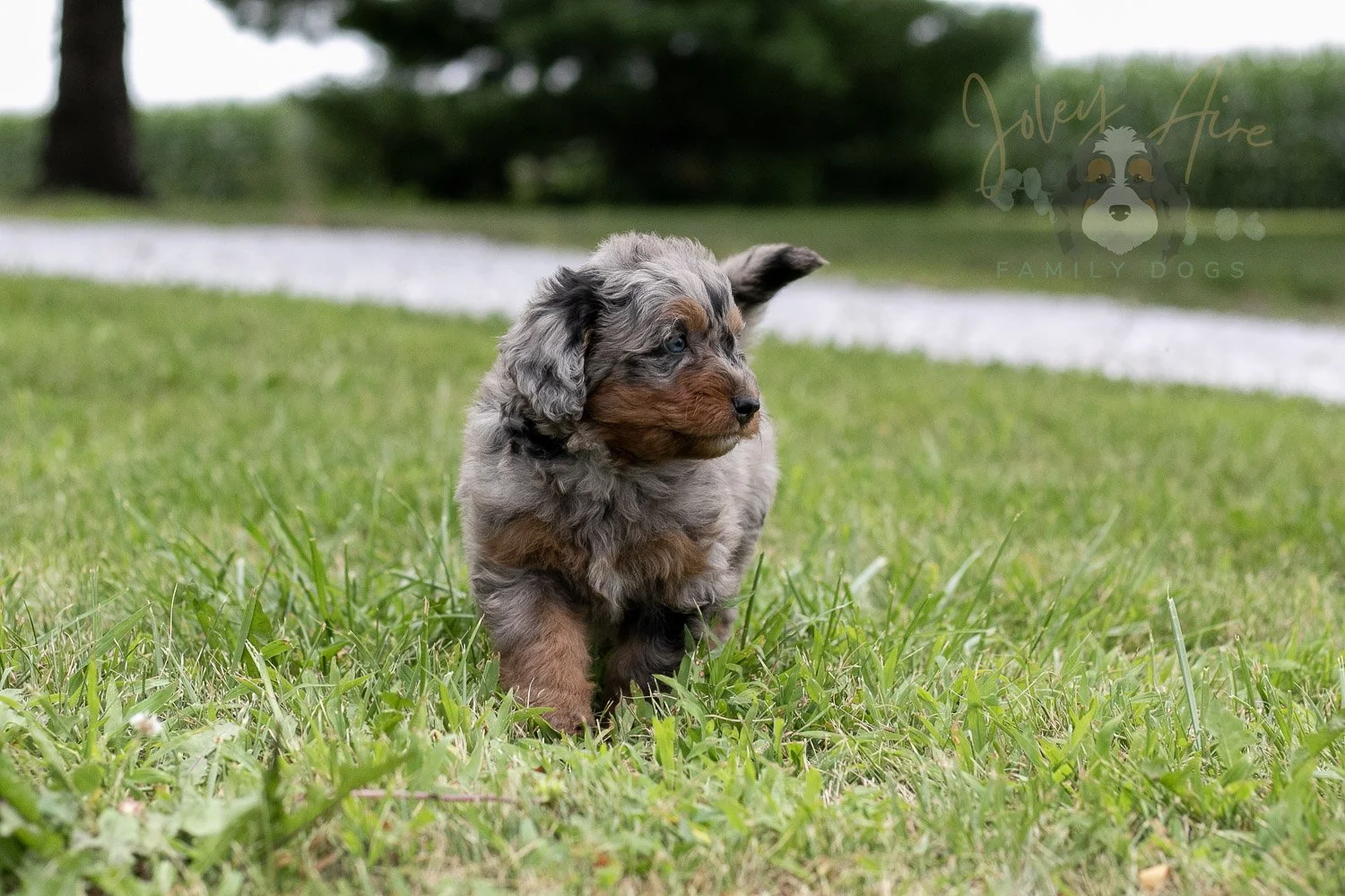 Marilla Cuthbert Bernedoodle Puppy-53.jpg