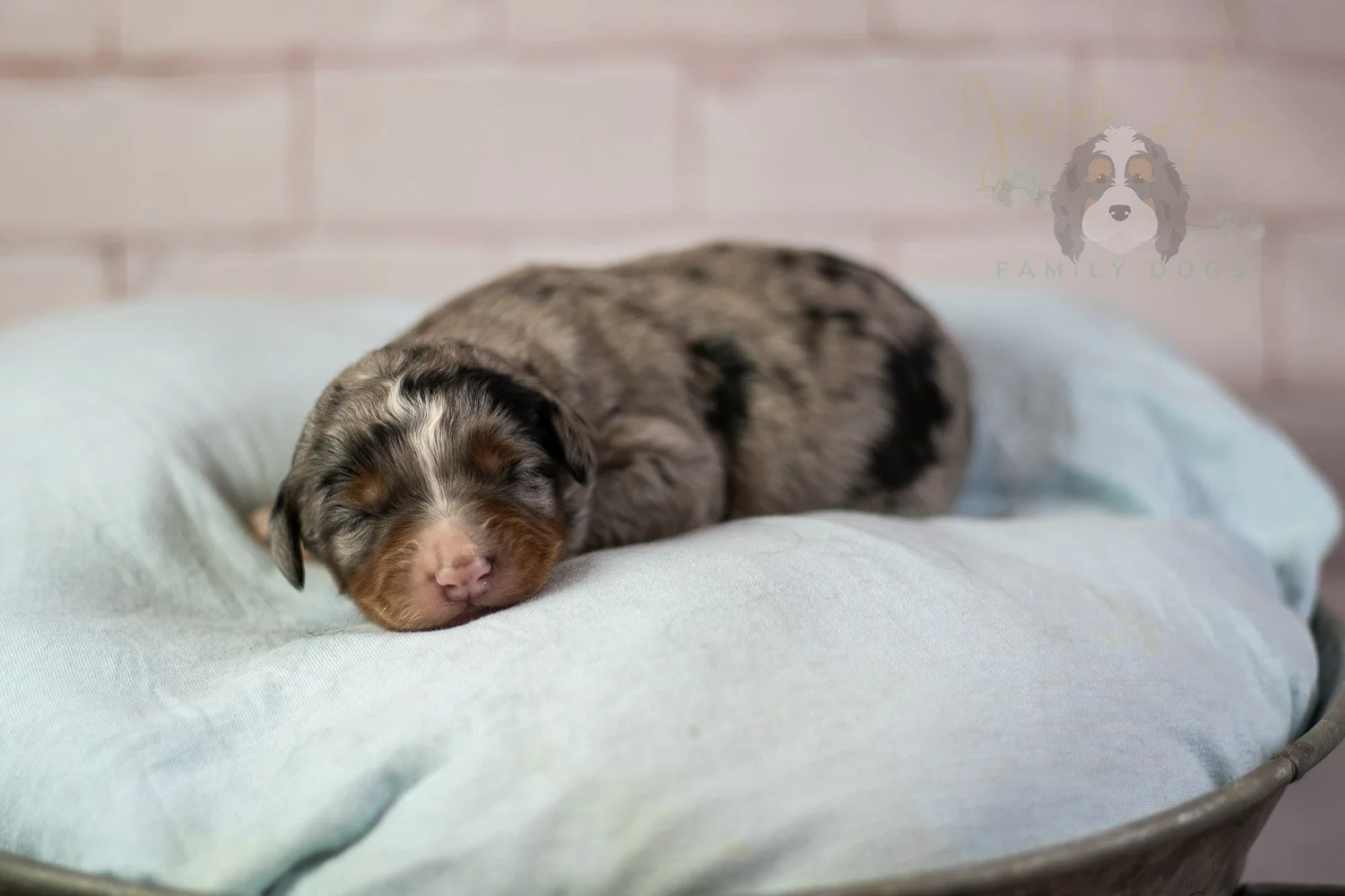 Rachel Lynd Bernedoodle Puppy-67.jpg