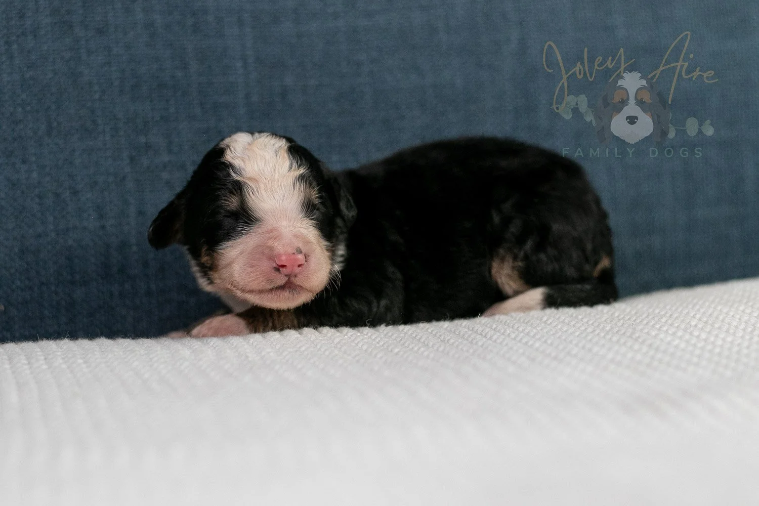 Archer Bernedoodle Puppy-80.jpg