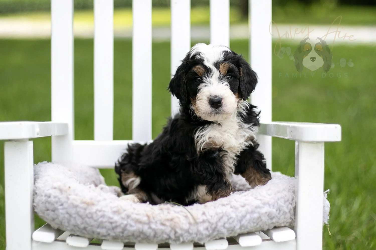 Yellowstone Bernedoodle Puppy-771.jpg