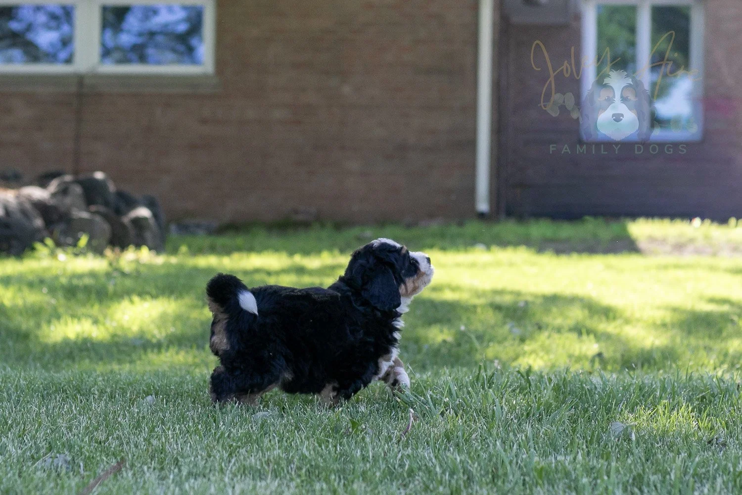 Trumpet Bernedoodle Puppy-12.jpg