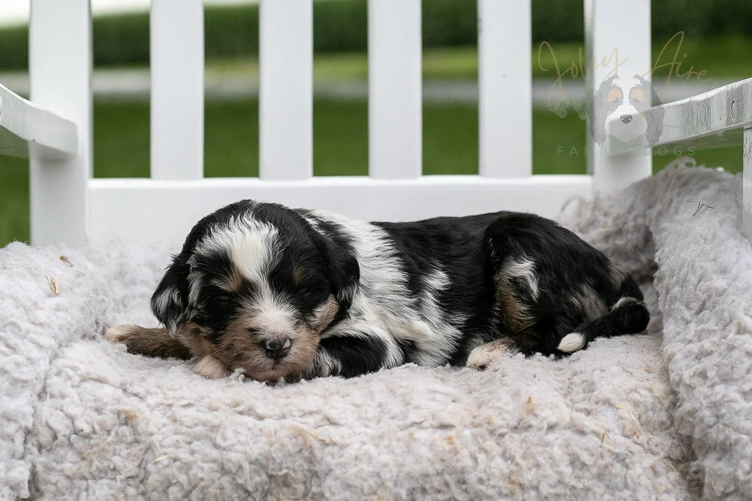 Artemisia Bernedoodle Puppy-664.jpg