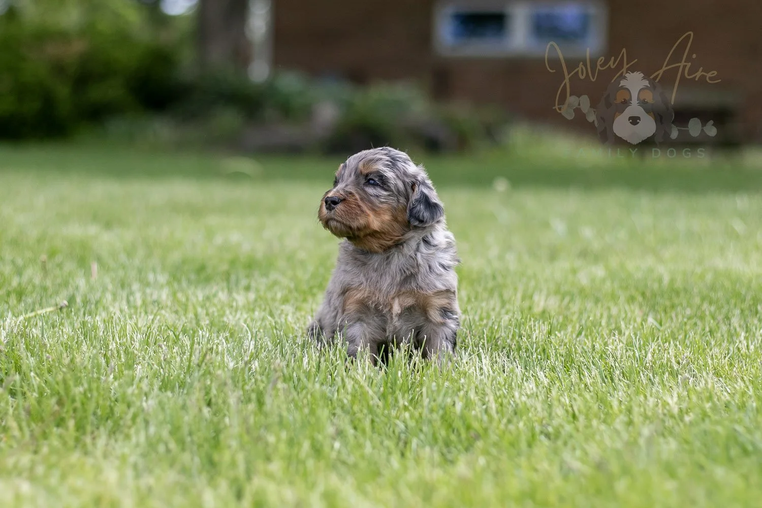 Ukelele Bernedoodle Puppy-17.jpg