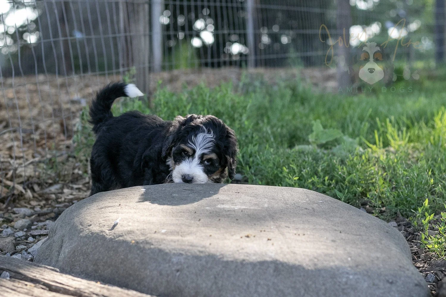 Trumpet Bernedoodle Puppy-22.jpg