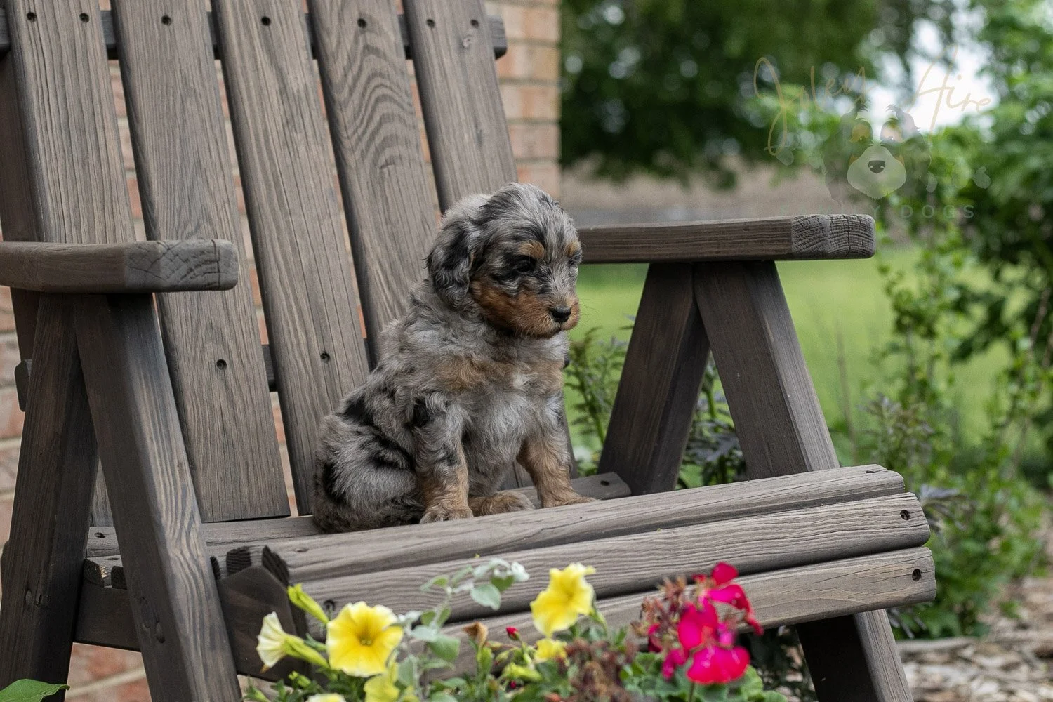 Ukulele Bernedoodle Puppy-16.jpg