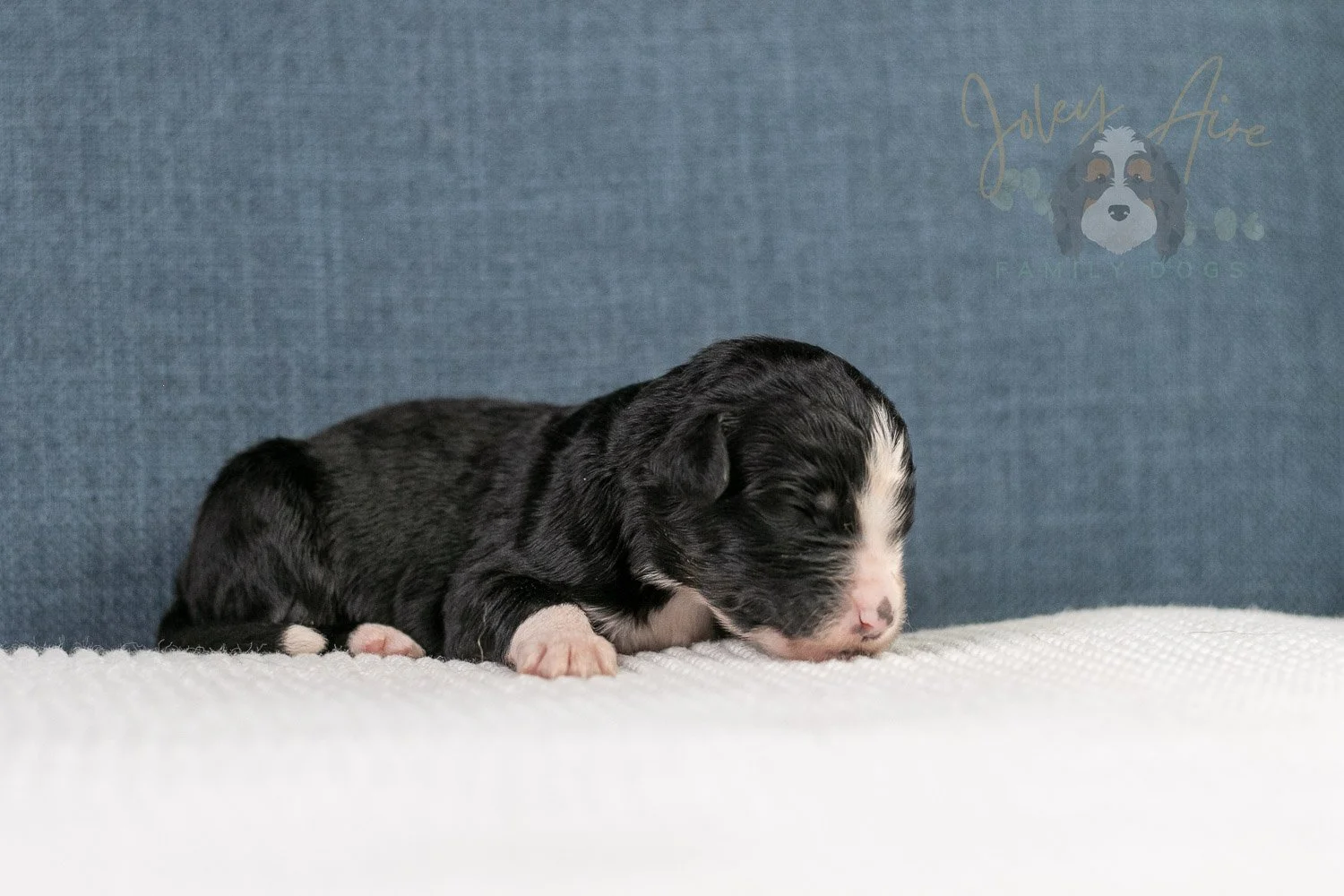 April Bernedoodle Puppy-13.jpg