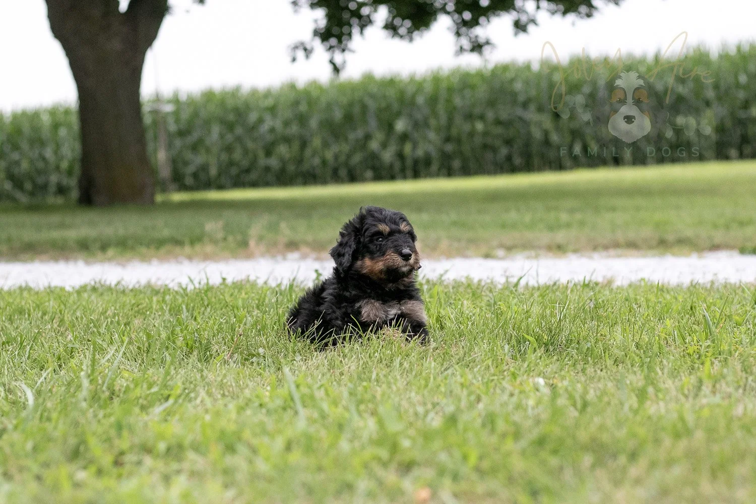 Gilbert Blythe Bernedoodle Puppy-118.jpg
