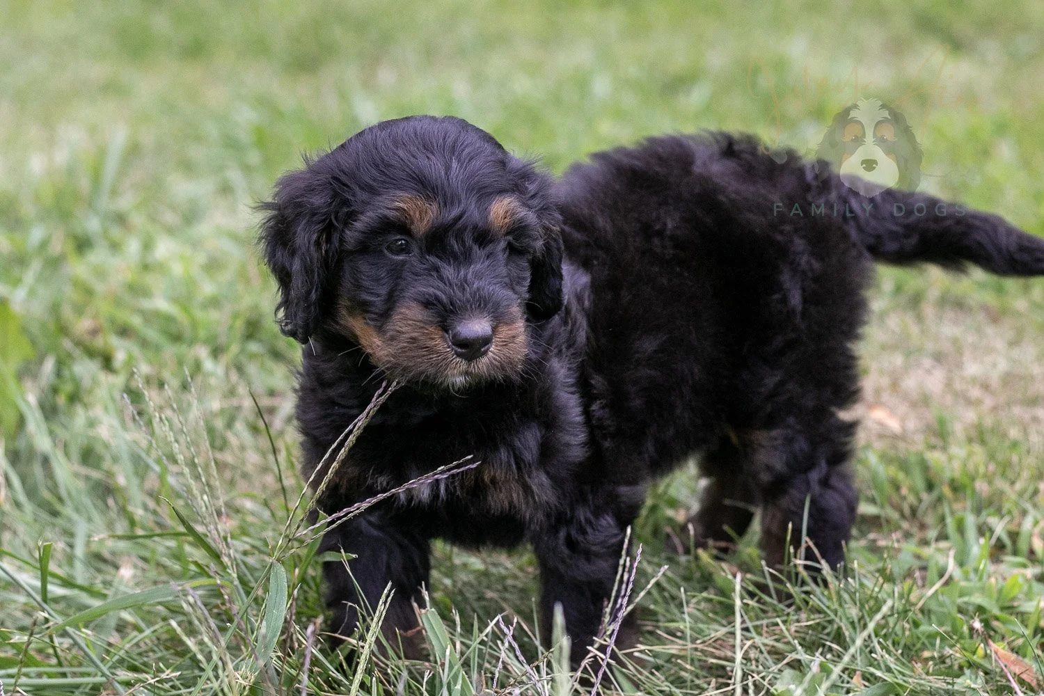 Olympic Bernedoodle Puppy-44.jpg