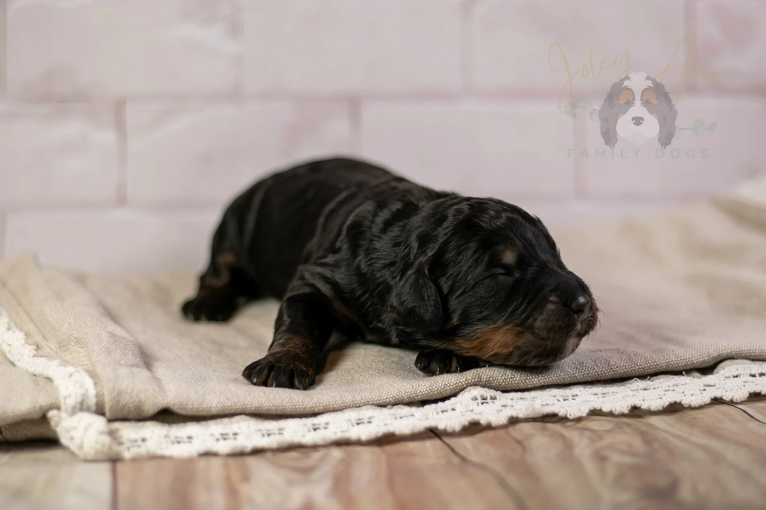 Acadia Bernedoodle Puppy-140.jpg