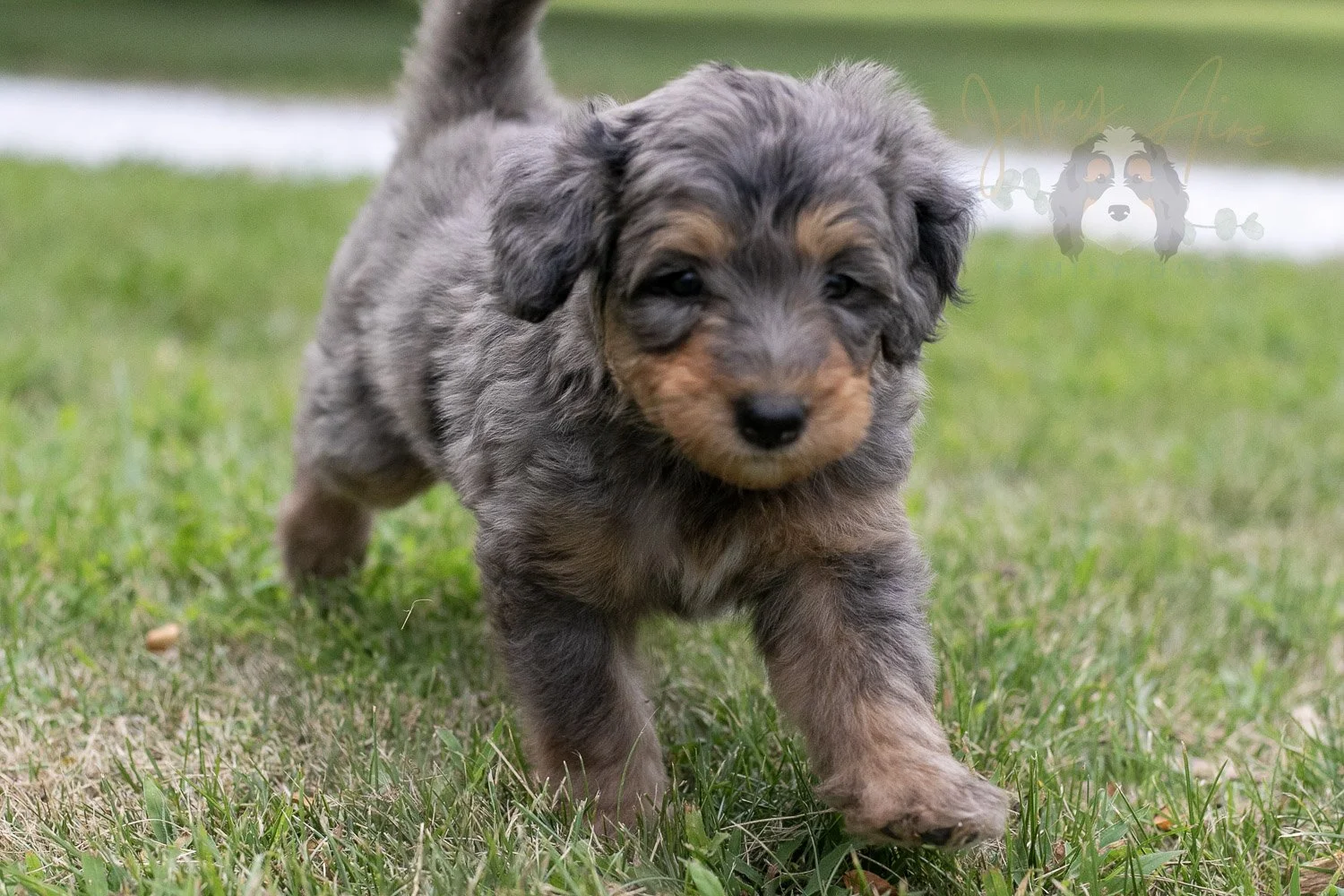Josie Pye Bernedoodle Puppy-82.jpg