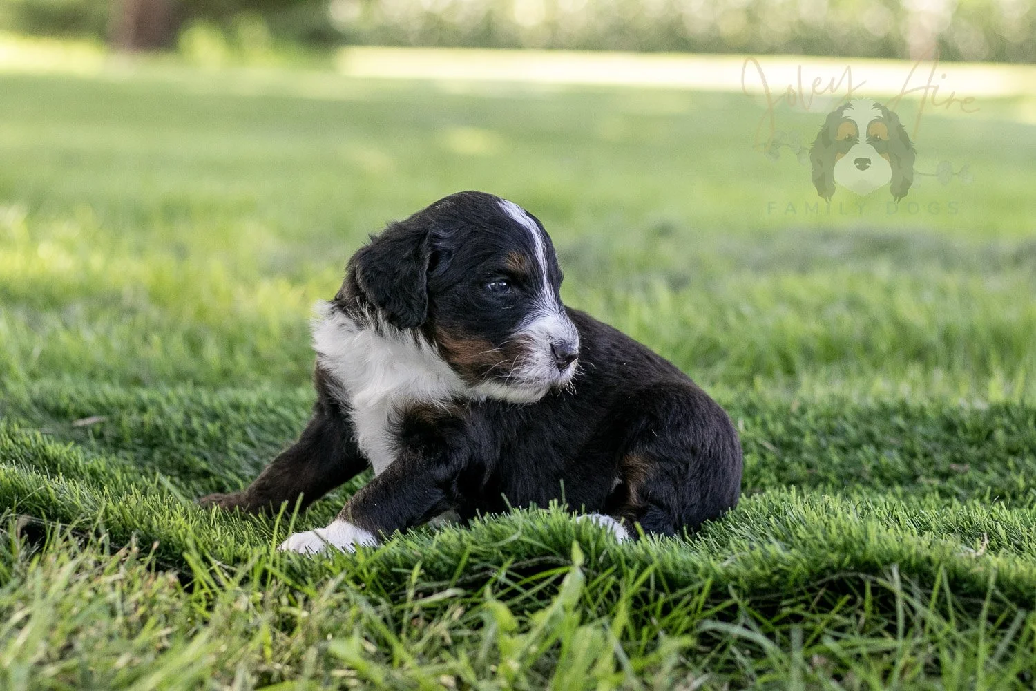 Yosemite Bernedoodle Puppy-383.jpg