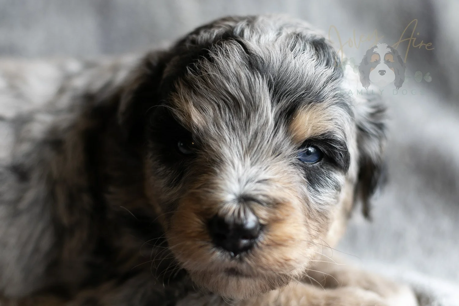 Mary Cassatt Bernedoodle Puppy-169.jpg