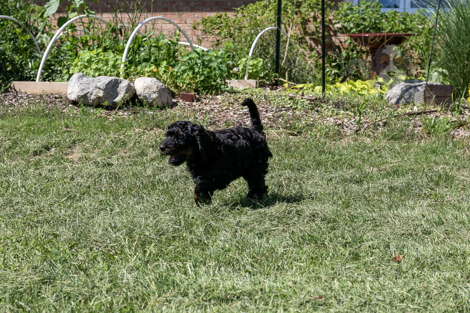 Denali Bernedoodle Puppy-530.jpg