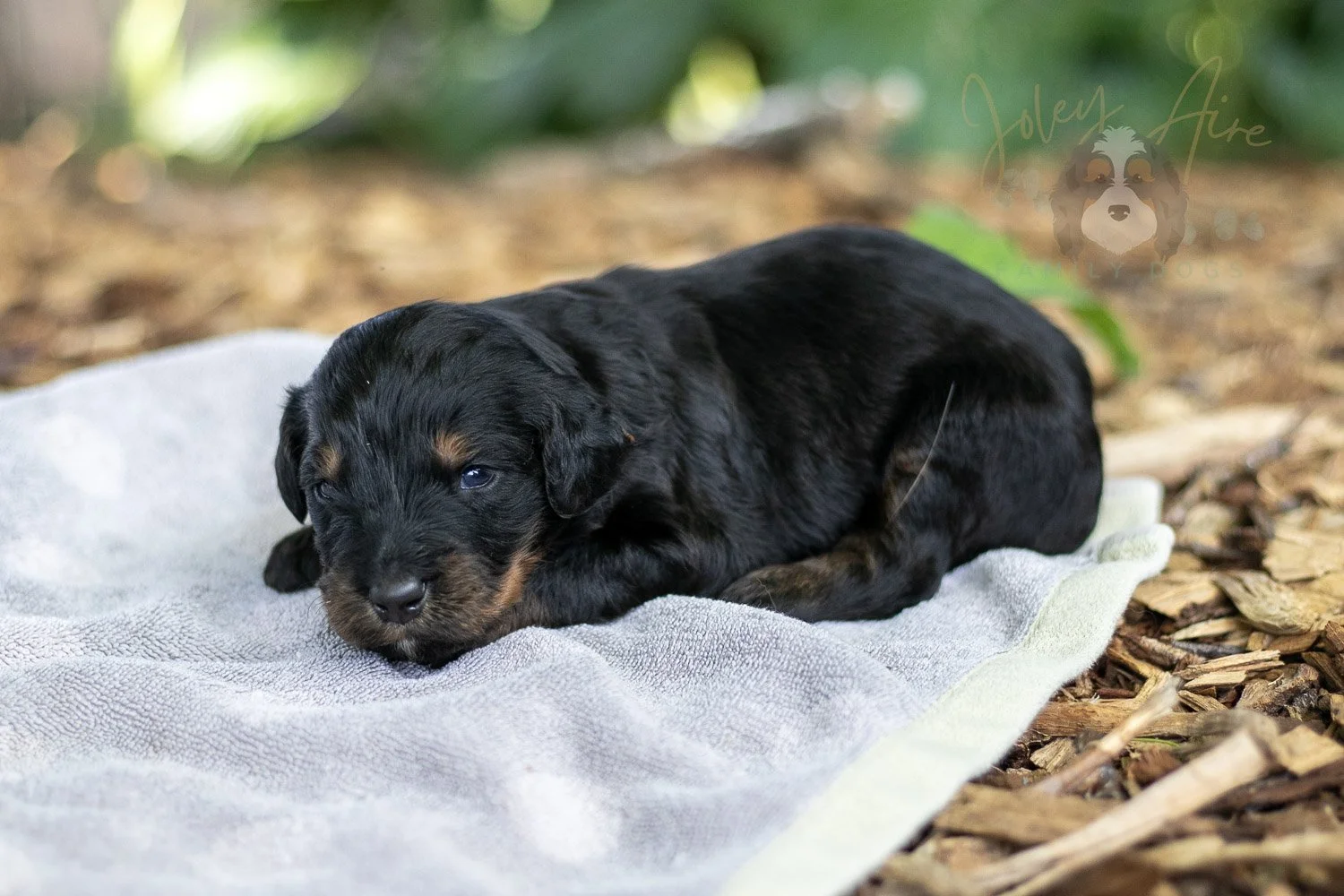 Olympic Bernedoodle Puppy-121.jpg