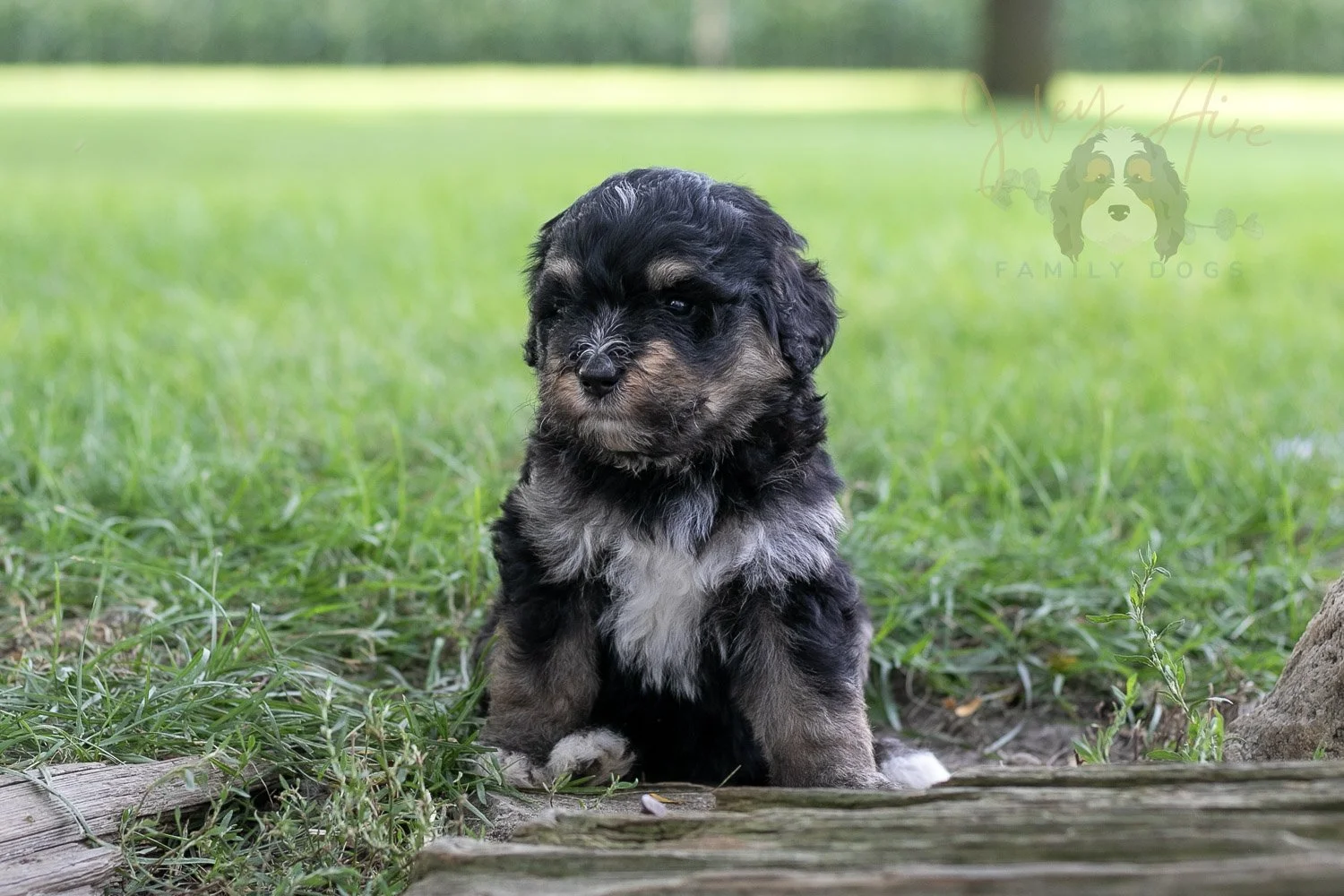 Georgia Bernedoodle Puppy-215.jpg