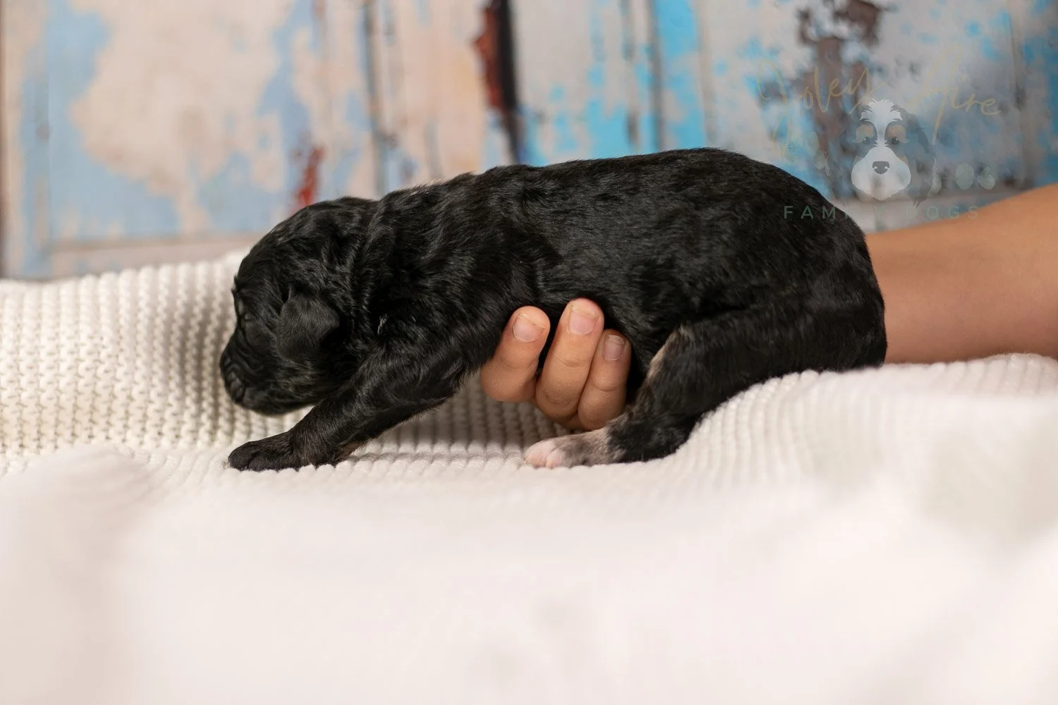 Bob Ross Bernedoodle Puppy-128.jpg