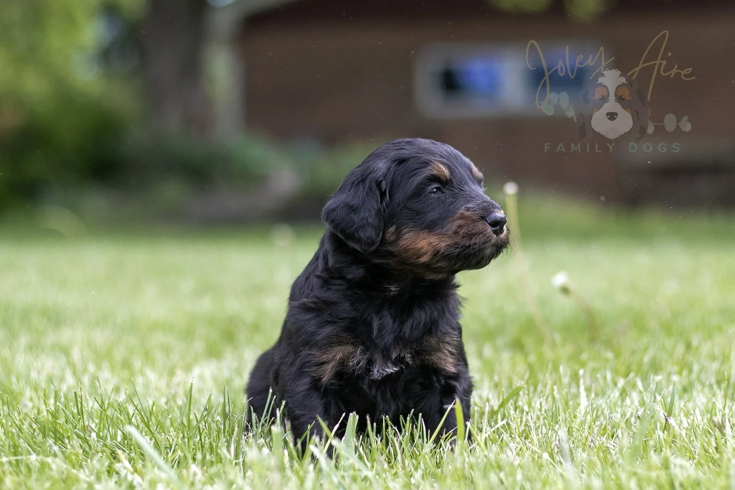 Piano Bernedoodle Puppy-16.jpg