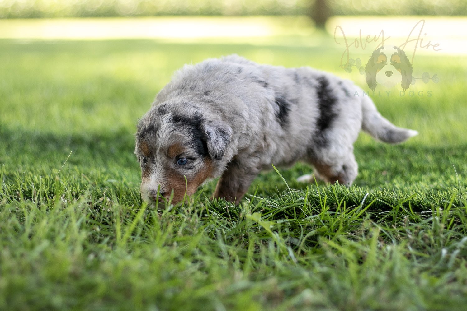 Rachel Lynde Bernedoodle Puppy-548.jpg