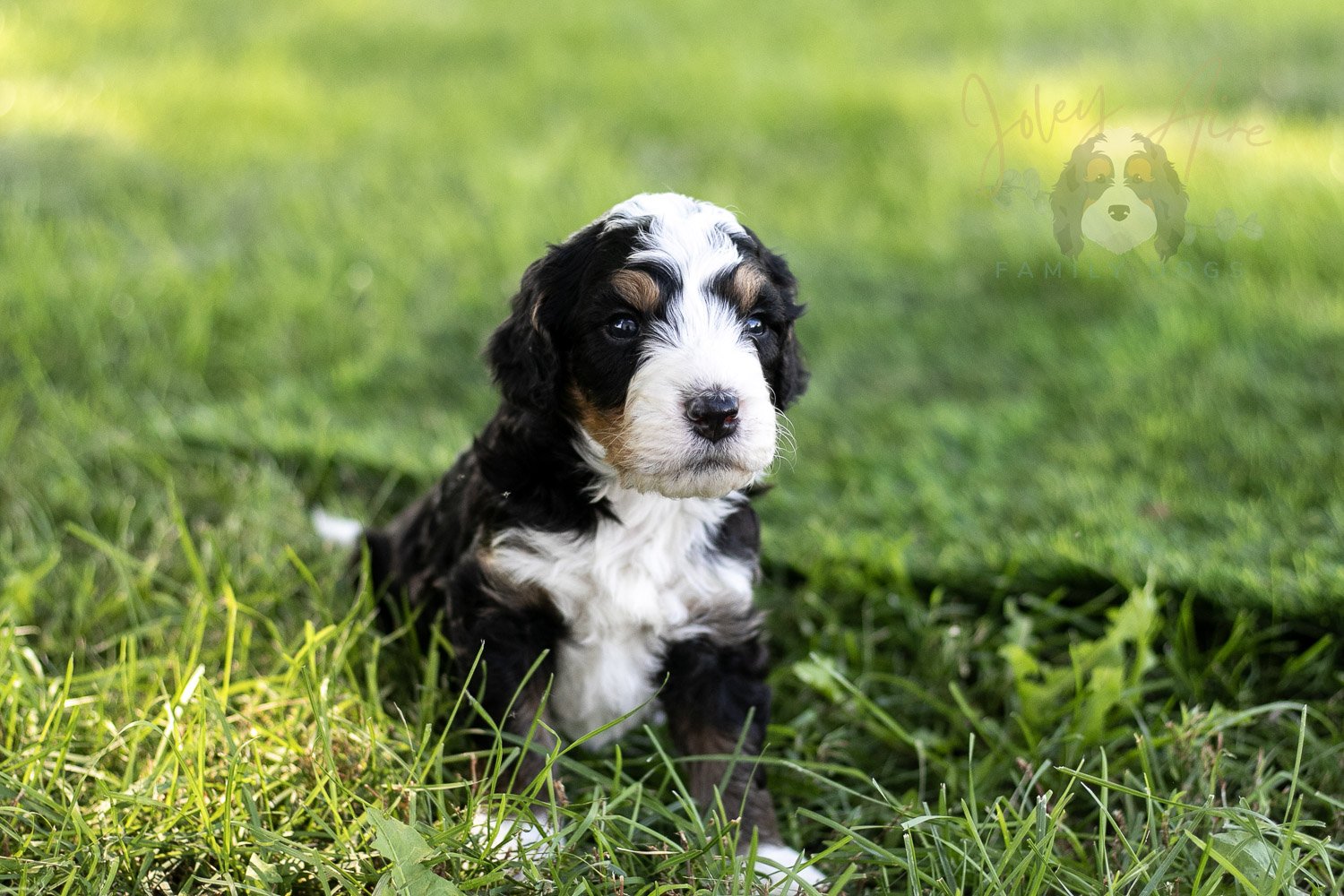 Yellowstone Bernedoodle Puppy-410.jpg