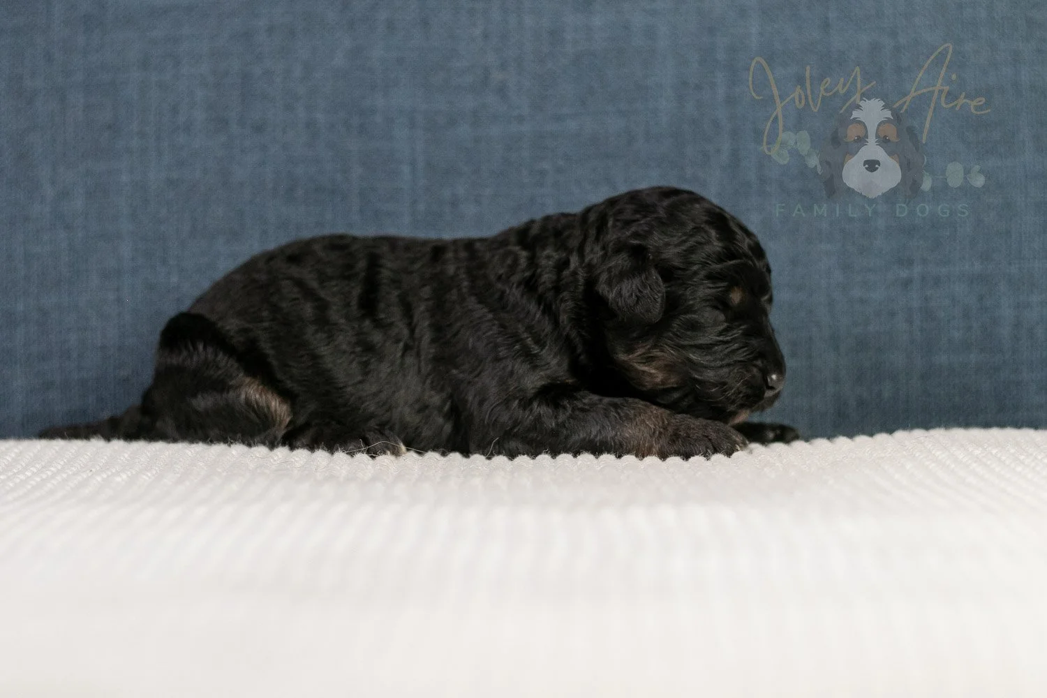 Amy Bernedoodle Puppy-096.jpg