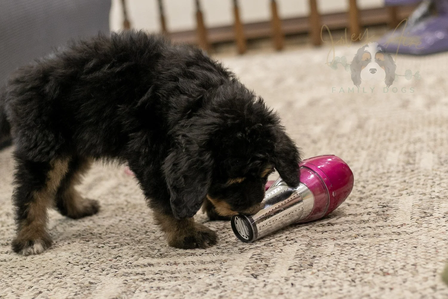 Gilbert Bernedoodle Puppy-345.jpg