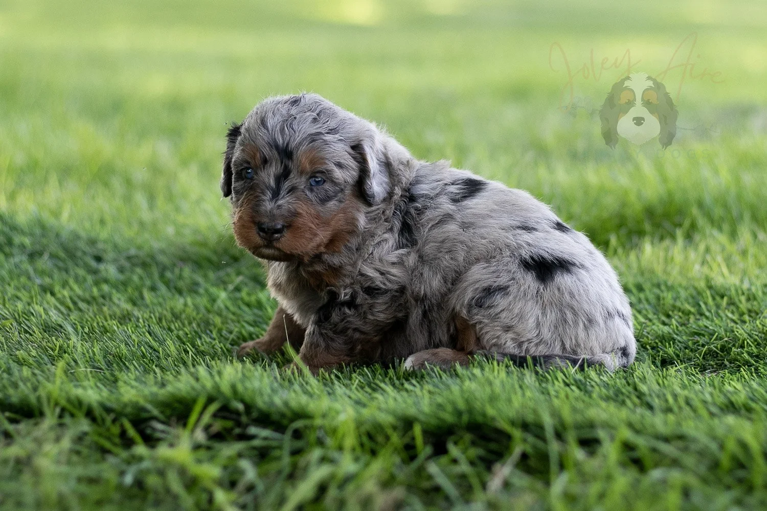 Marilla Cuthbert Bernedoodle Puppy-483.jpg