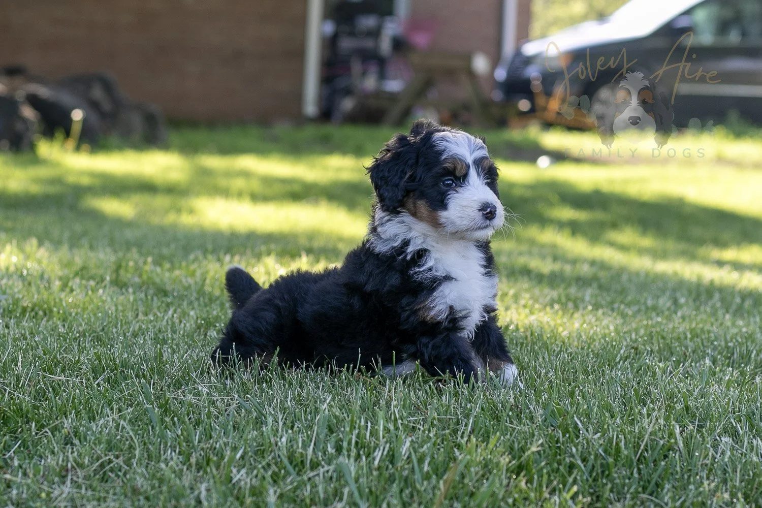 Harmonica Bernedoodle Puppy-4.jpg