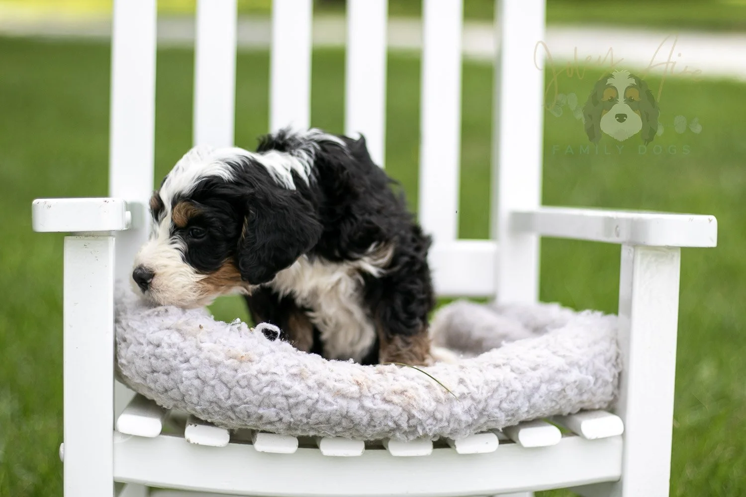Yellowstone Bernedoodle Puppy-774.jpg