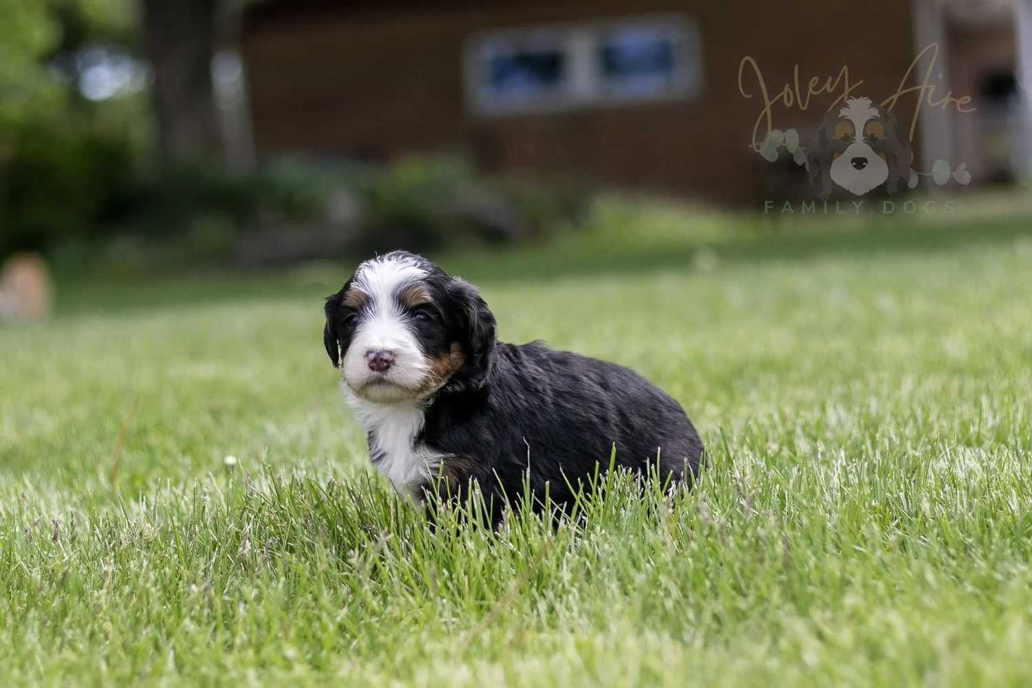 Harmonica Bernedoodle Puppy-38.jpg