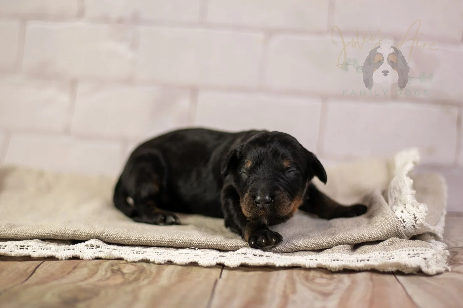 Olympic Bernedoodle Puppy-165.jpg