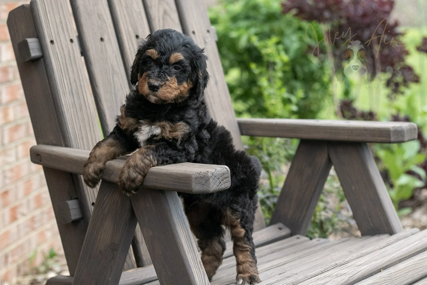 Banjo Bernedoodle Puppy-21.jpg