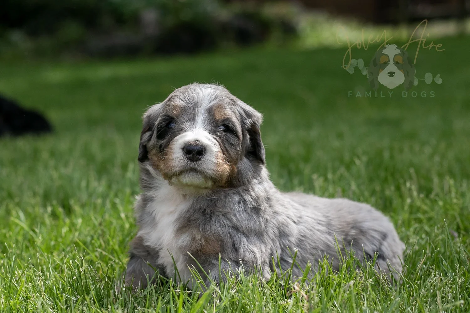 Drum Bernedoodle Puppy-112.jpg