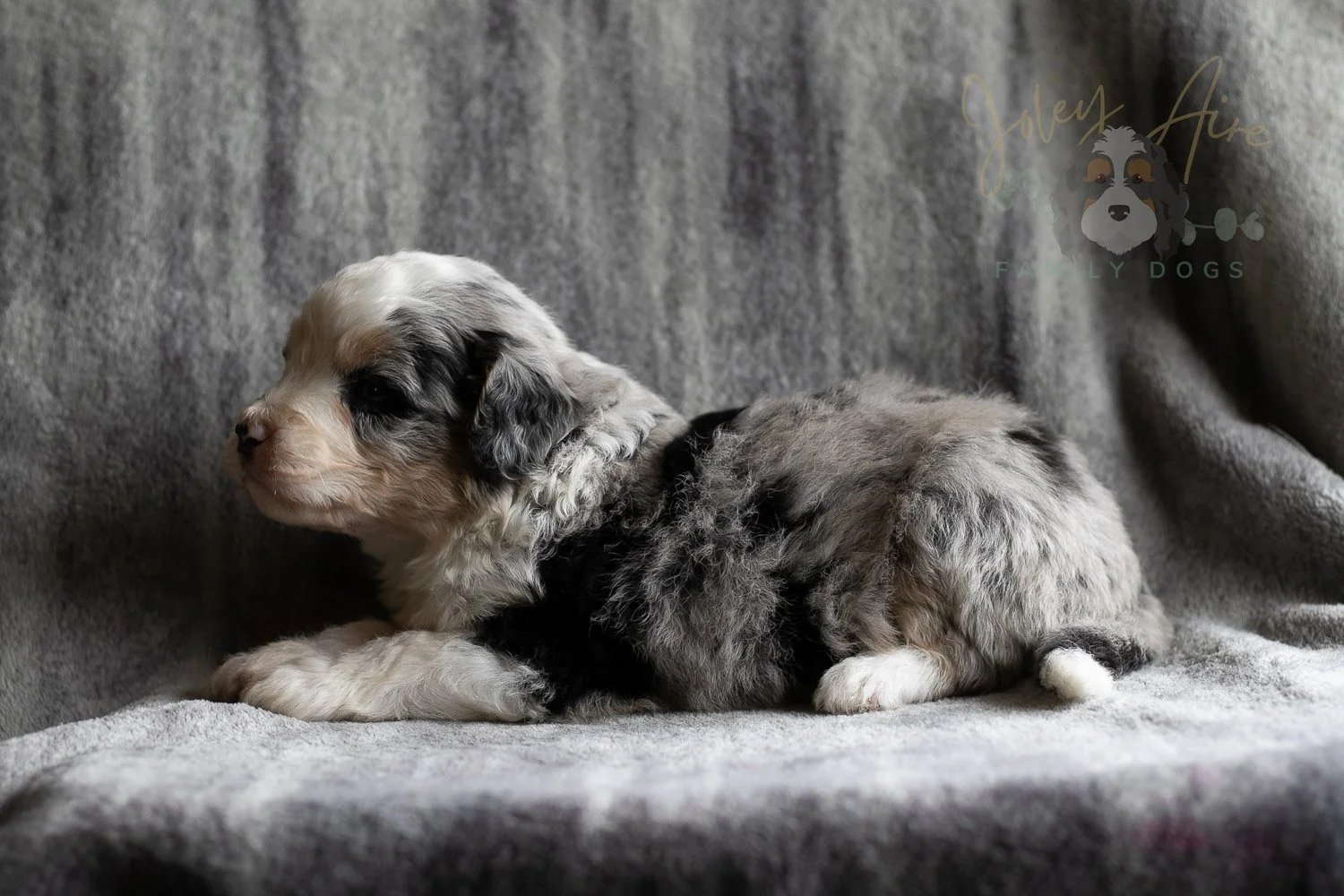 Pablo Picasso Bernedoodle Puppy-110.jpg