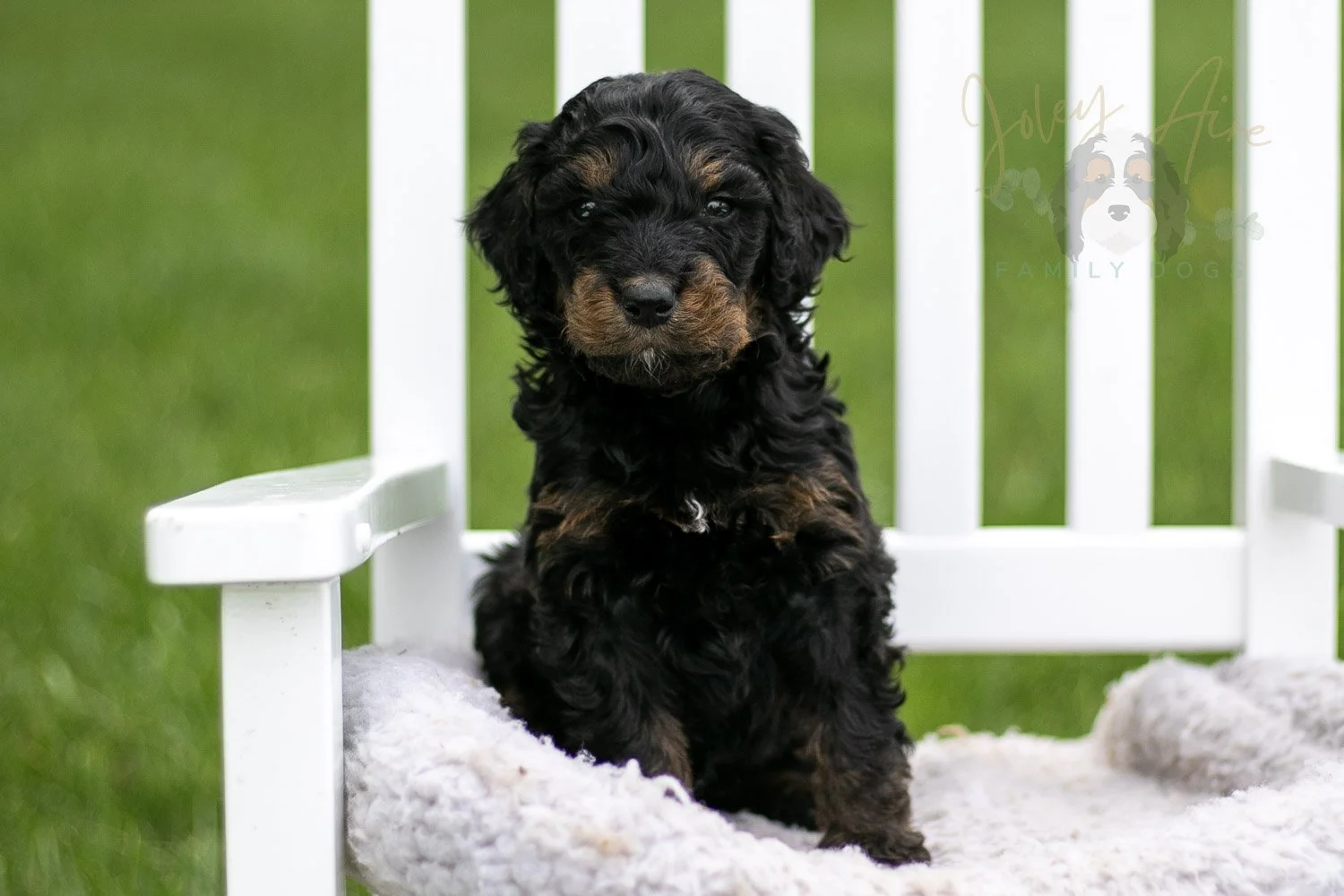 Bryce Bernedoodle Puppy-796.jpg