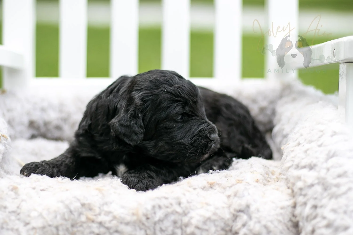 Claude Monet Bernedoodle Puppy-749.jpg