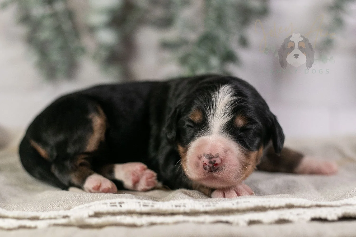 Trumpet Bernedoodle Puppy-1.jpg